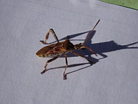Punaise americaine du pin - Leptoglossus occidentalis (ph. Mrugala F., juin 2017)(3)